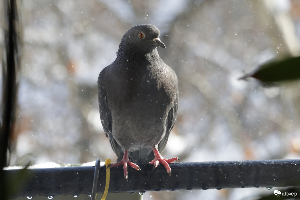 Galamb a hofúvásban