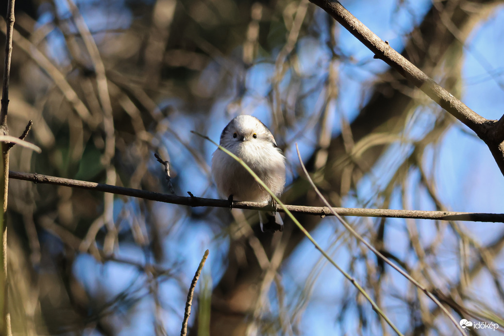 Őszapóval szemtől szemben