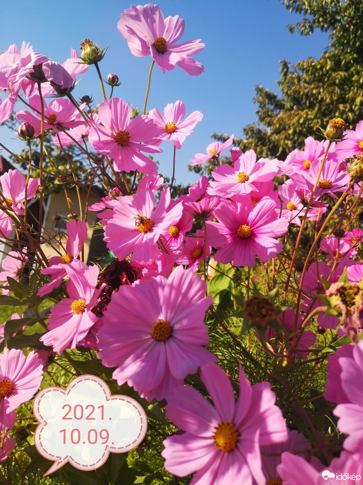 Észlelési fényképek