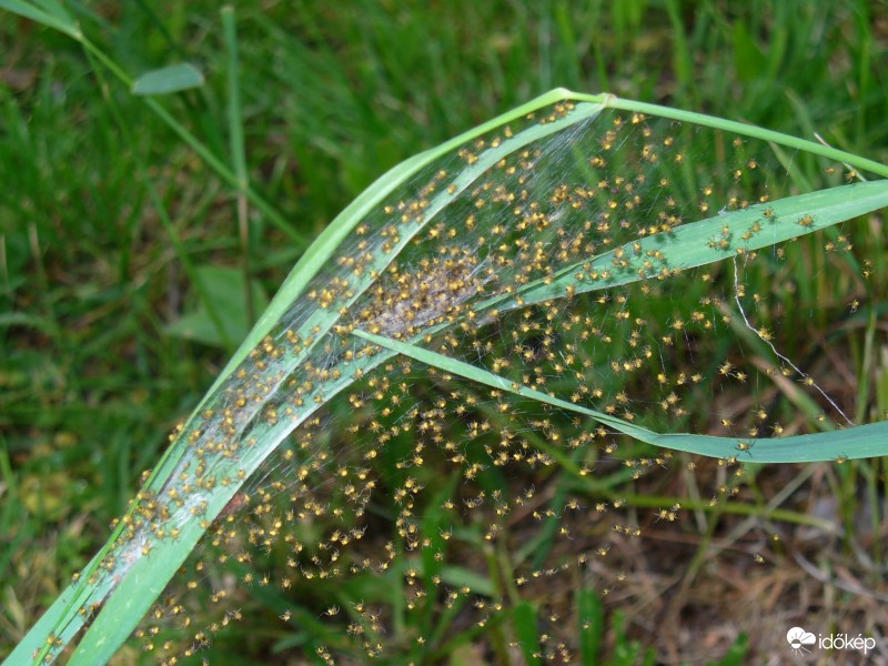 pók ifjoncok - szétszéledtek
