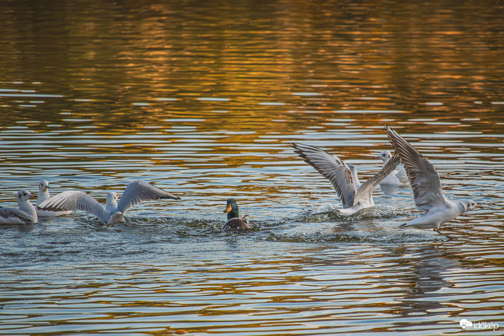 Azt hiszem, a kacsa rossz buliba érkezett. :-)