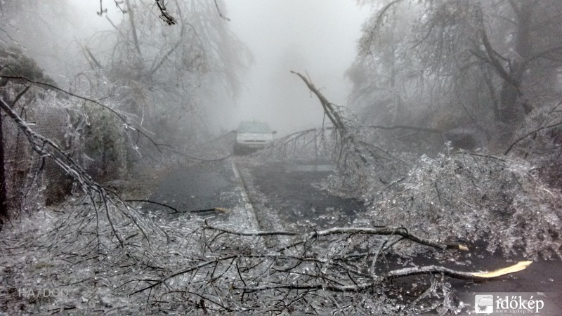 Kidőlt fák mindenhol