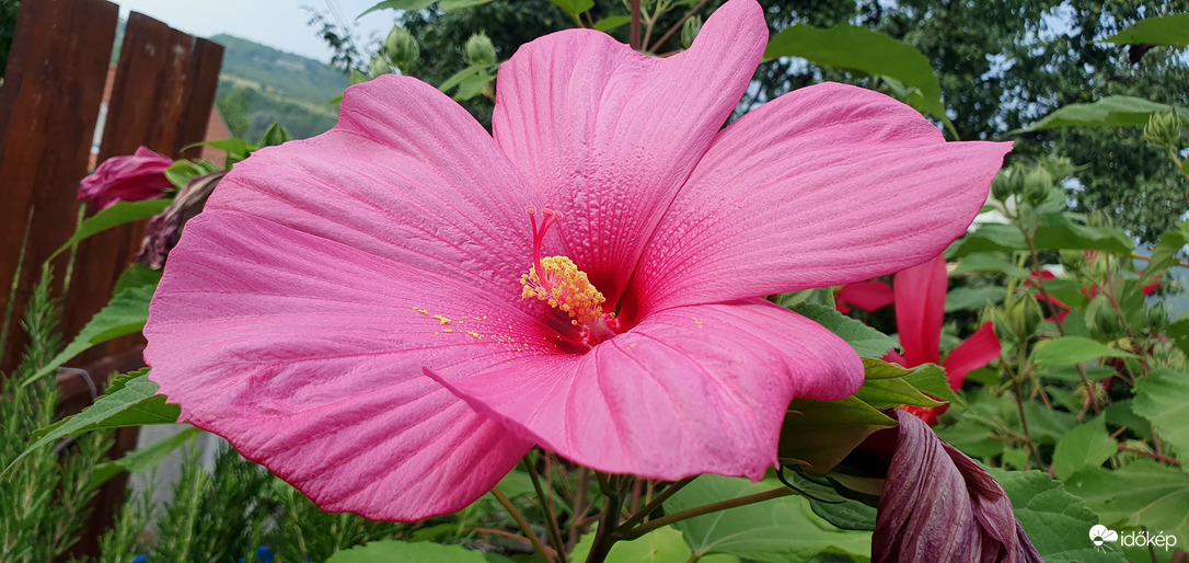 Szép hibiszkusz❤