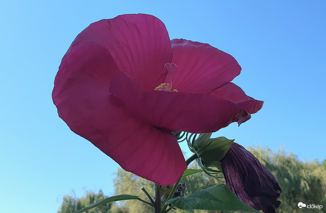 Hibiszkusz❤