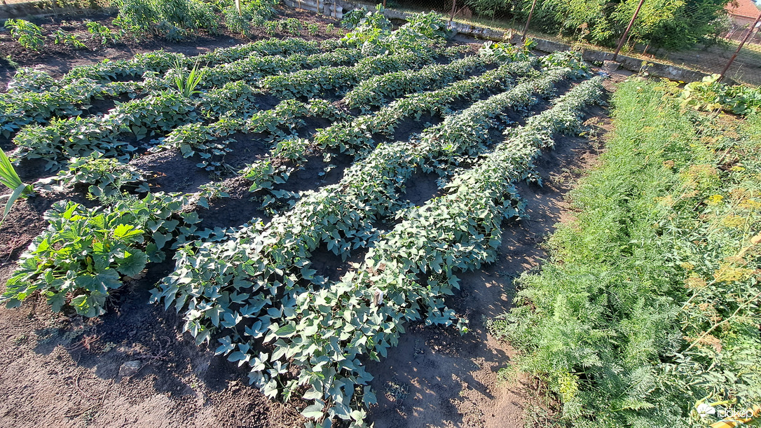 Batáta ültetvény aszály idején