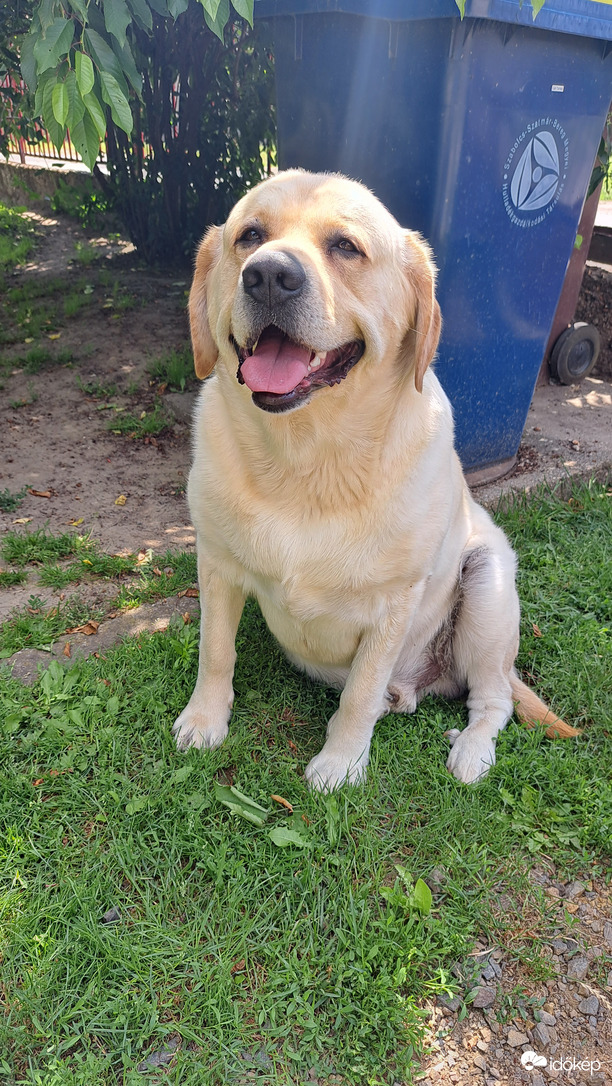 Kutya meleg jön.