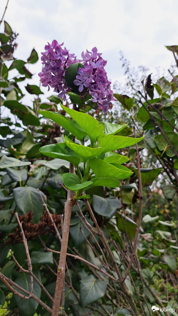 Orgona virágzik szeptemberben