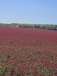 Fertőszentmiklós