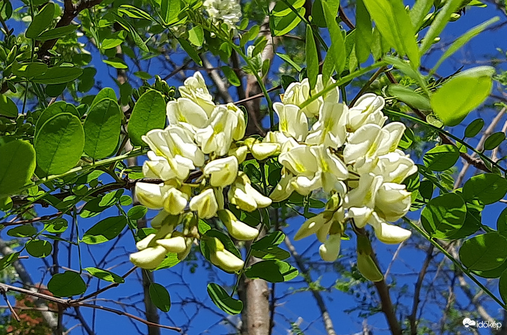 Virágzik az akác