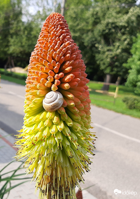 Csigabiga, gyere ki! 