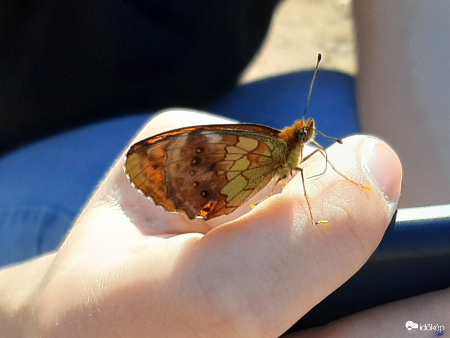 Megtámadott egy lepke