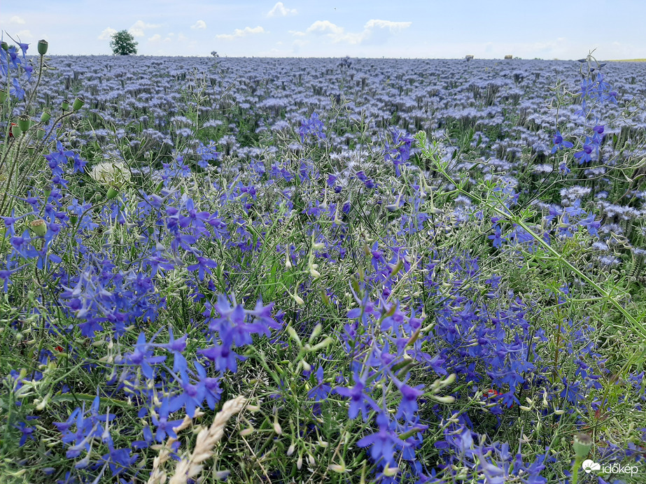 Kékek-ég, facélia, szarkaláb