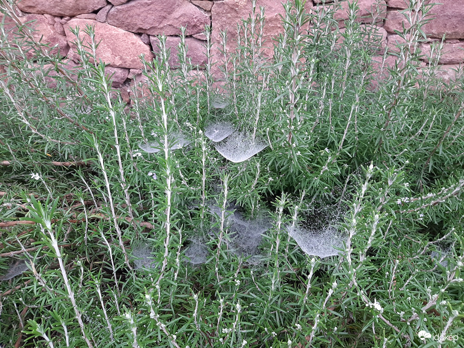 Pókhálós rozmaring