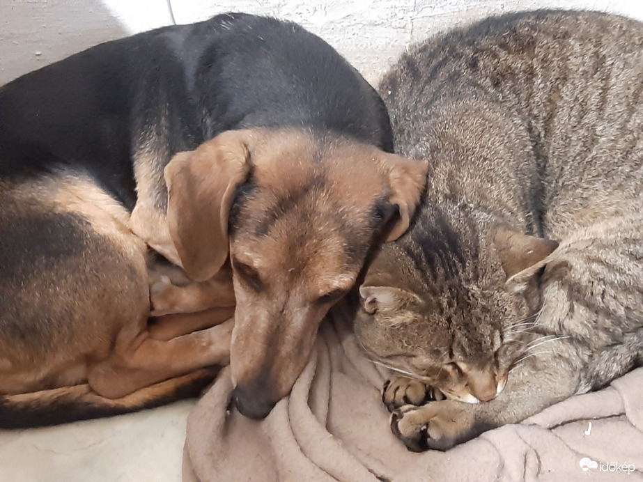 Kutya hideg van kinn