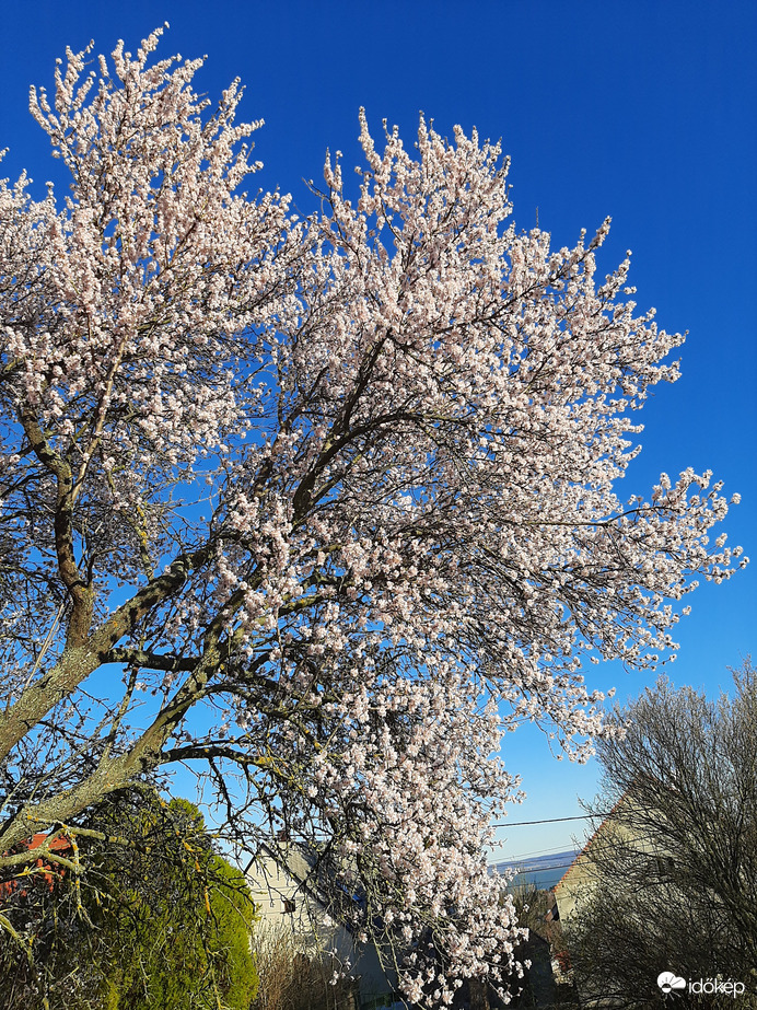 Trollkodó mandulafa