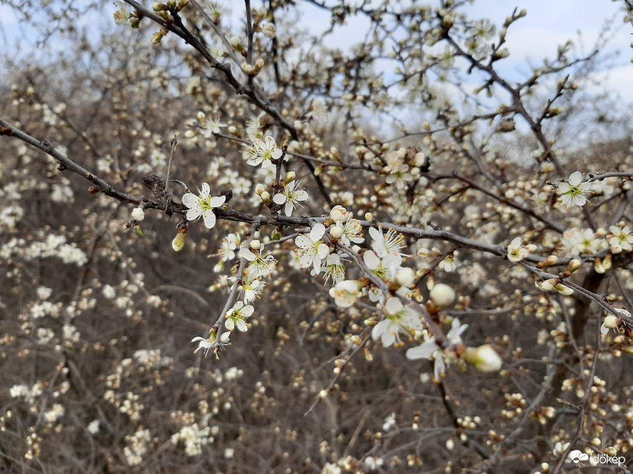 Virágzik a kökény