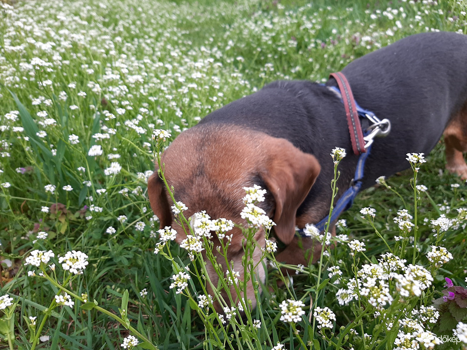 Bújócskázunk Mazsolával