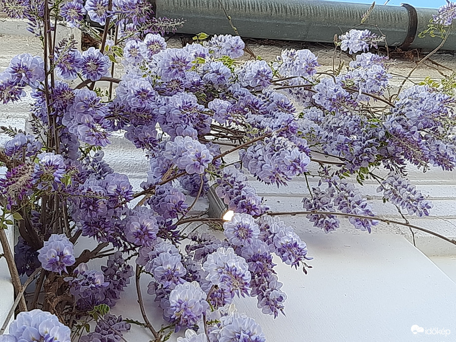 Lila akác eresz alatt