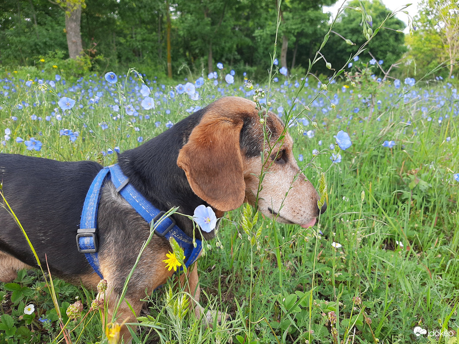 Mazsola a lenvirághoz öltözött
