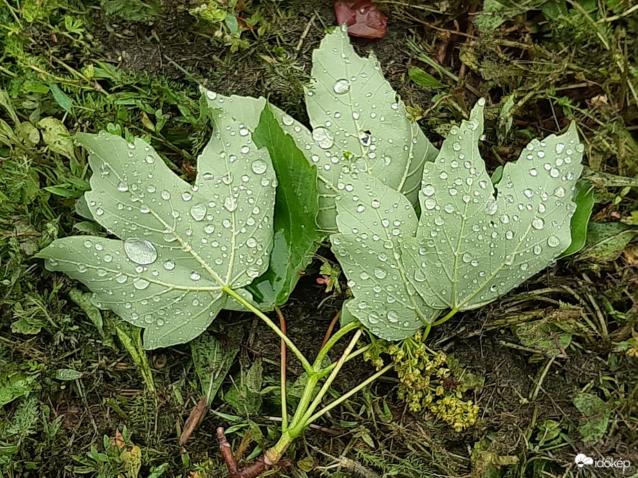 Eső és szél után