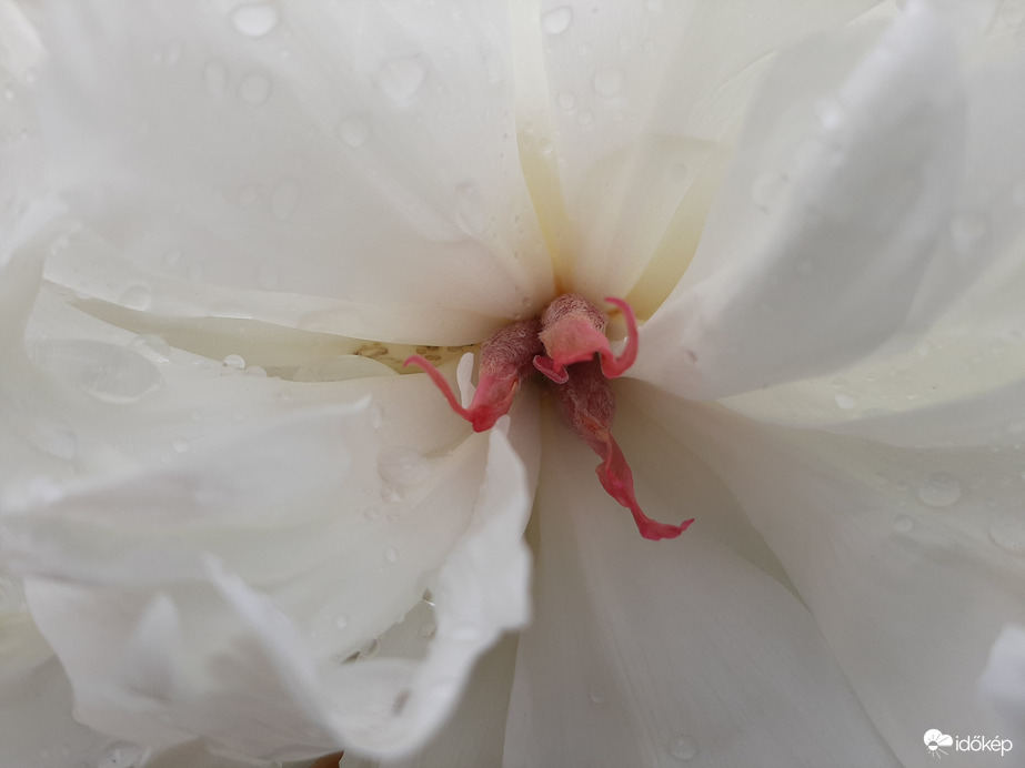 A pünkösdi rózsa kihajlott az útra