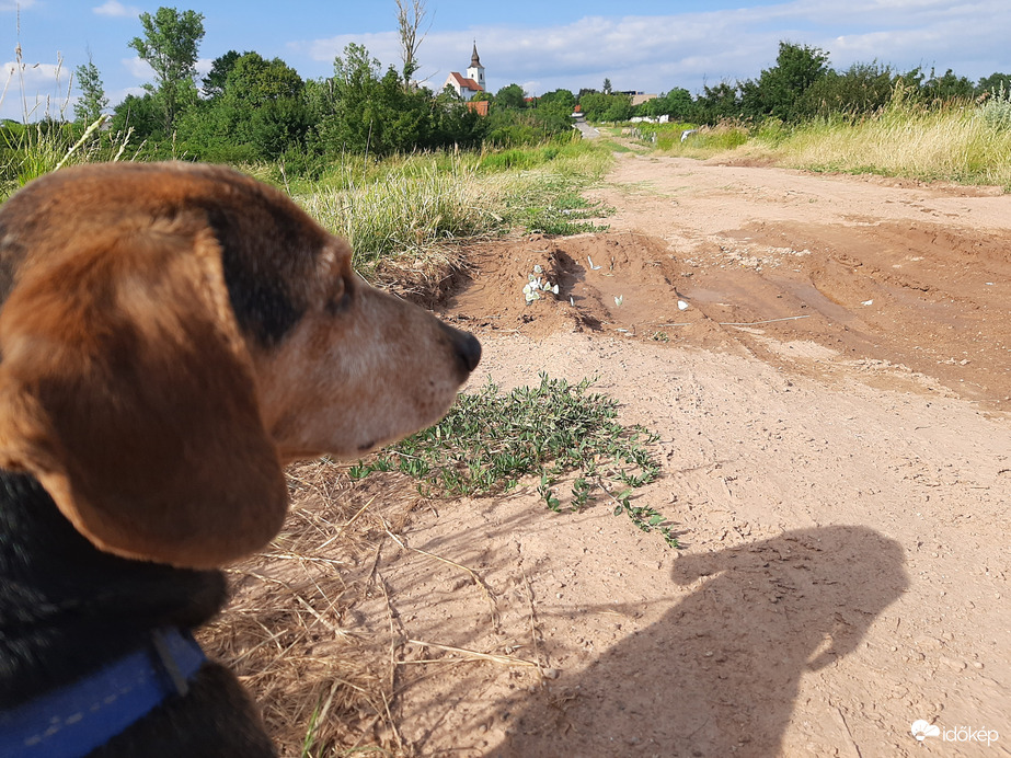 Mazsola és a dagonyázo lepkék