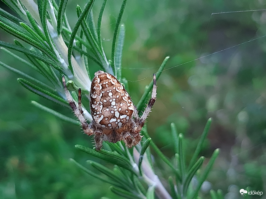Keresztespók barátom