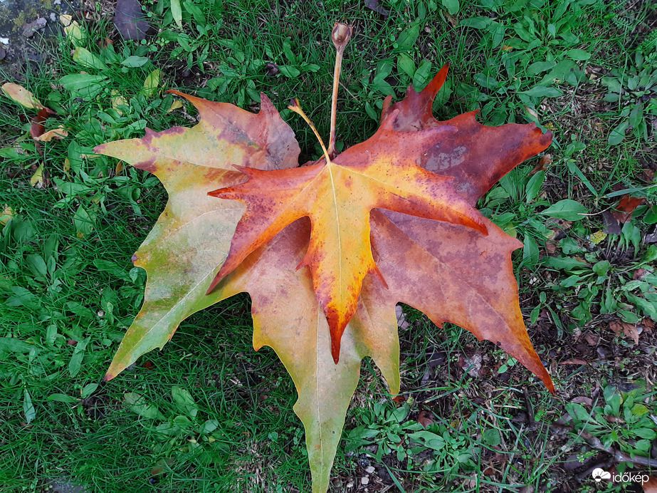 Búcsúzóban az ősz