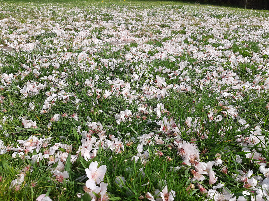 Virágszőnyegen sétáltam