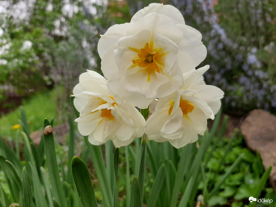 Különleges nárcisz