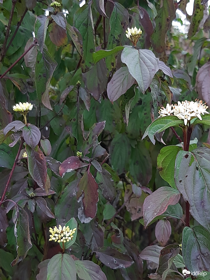 Virágzik a fehér som