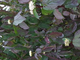 Virágzik a fehér som