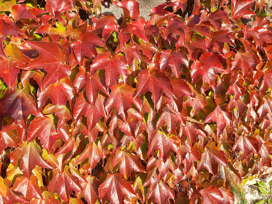 Őszi napsütésben I.