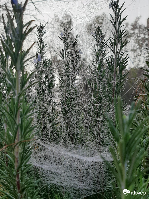 Pókok titkos élete