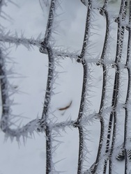 Zúzmarás kerítés