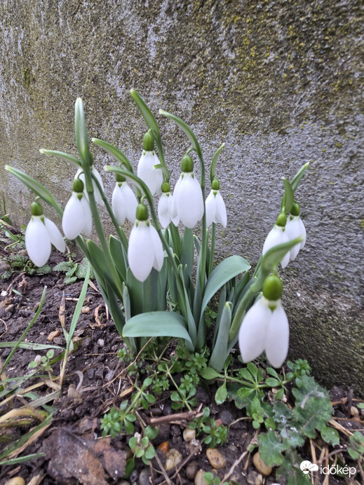 Észlelési fényképek