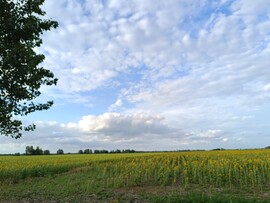 Tiszaszőlős