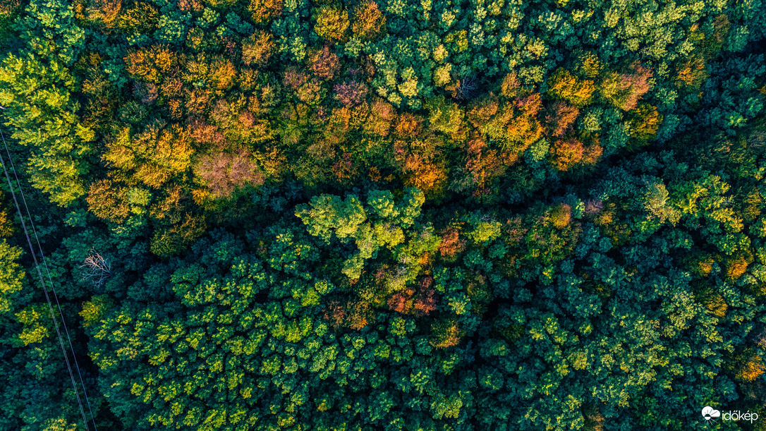Őszi erdő felülről