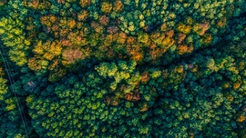 Őszi erdő felülről