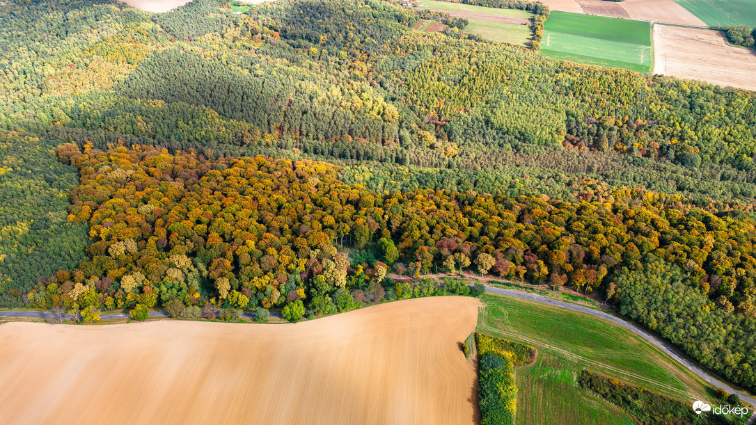Fényben fürdő erdő