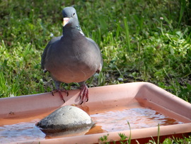 Örvőske megszomjazott 