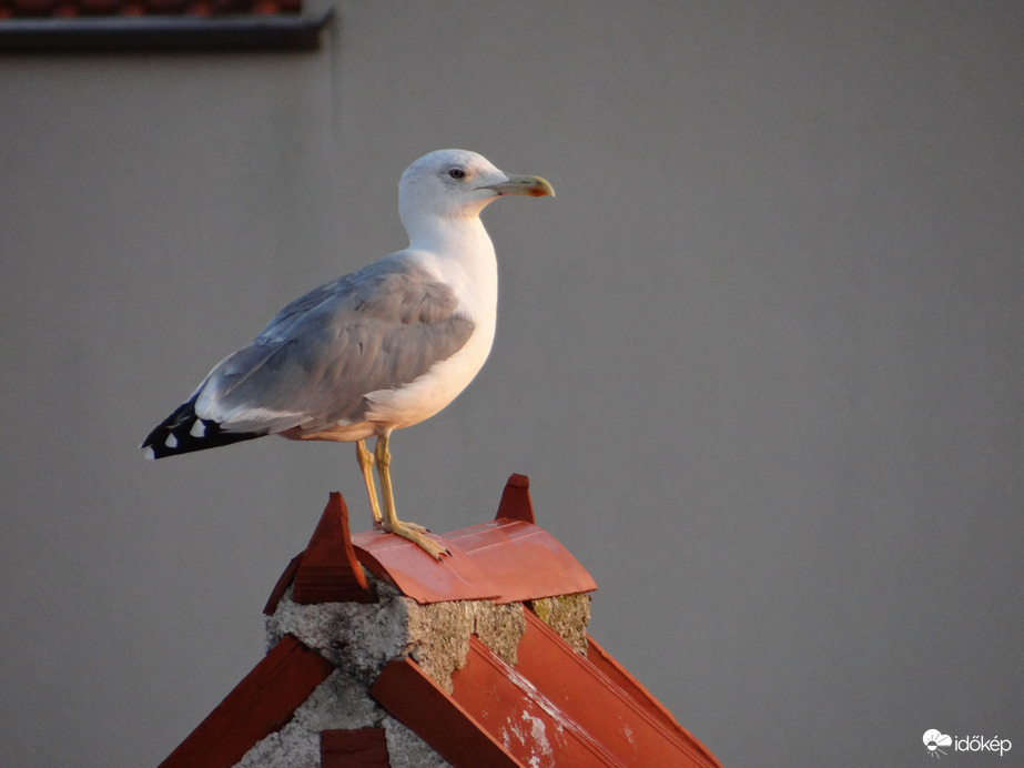 Reggeli sütkérezés Sirály 