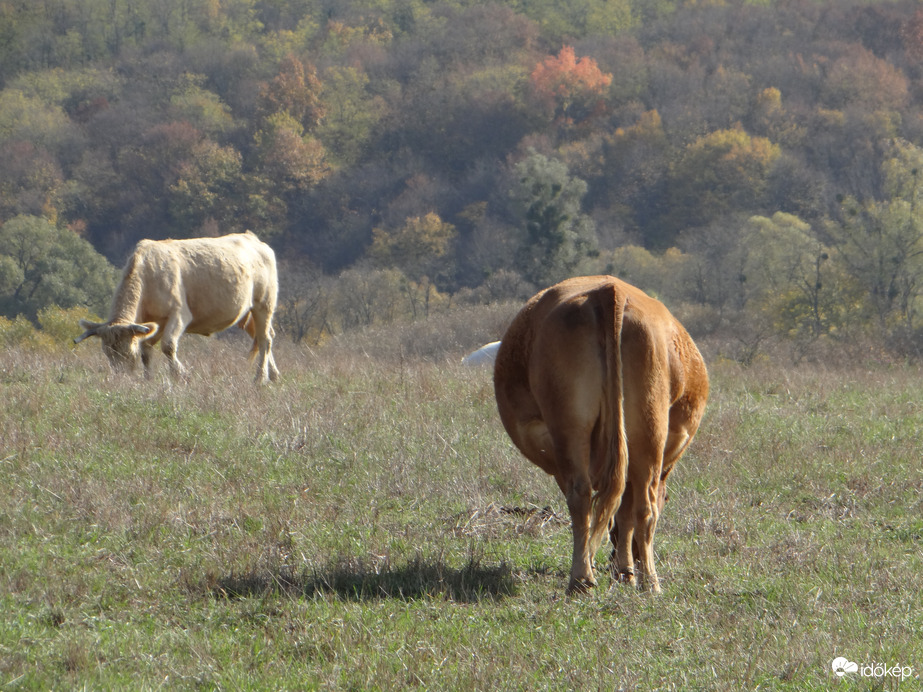 Nem járult hozzá a fotózáshoz 