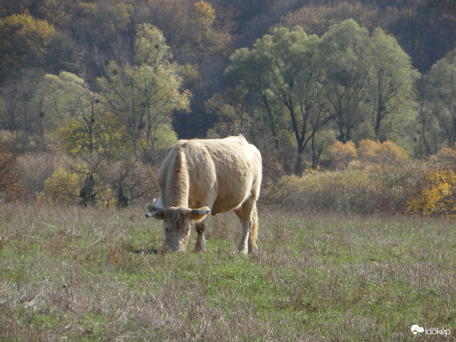 Békésen legelészik 