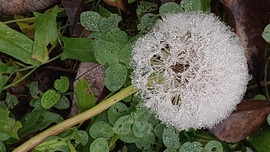 erikakacsota123 fotója