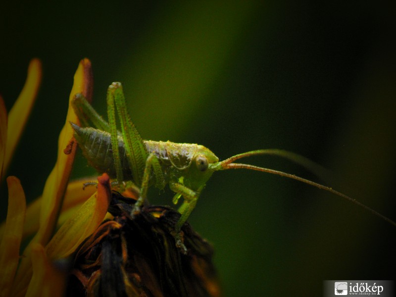 Szöcske | macro