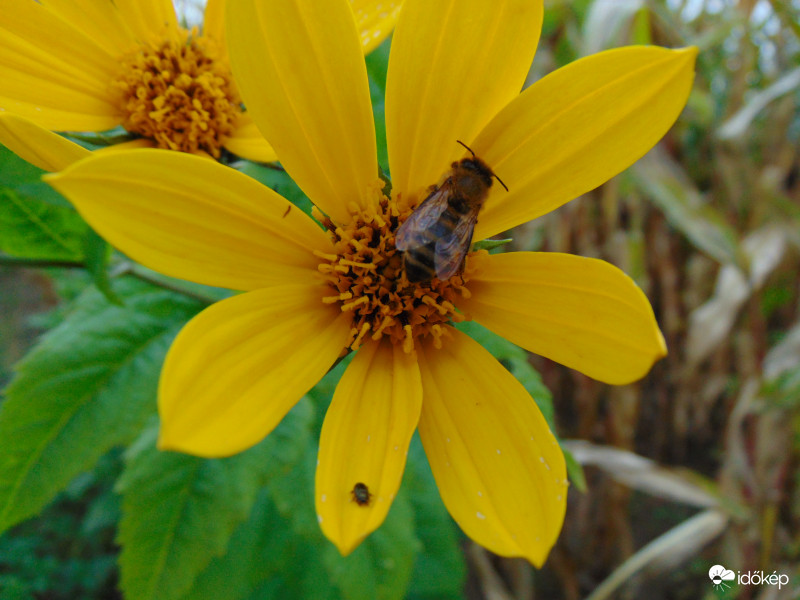 Dermedten találtam rájuk a hidegben,ma estefelé :( :)