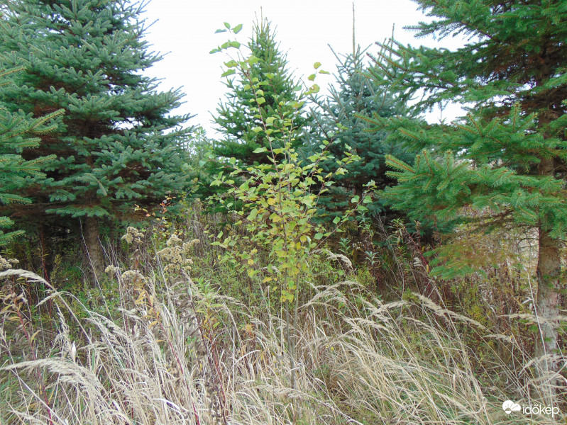 Magányosan találtam rá :)