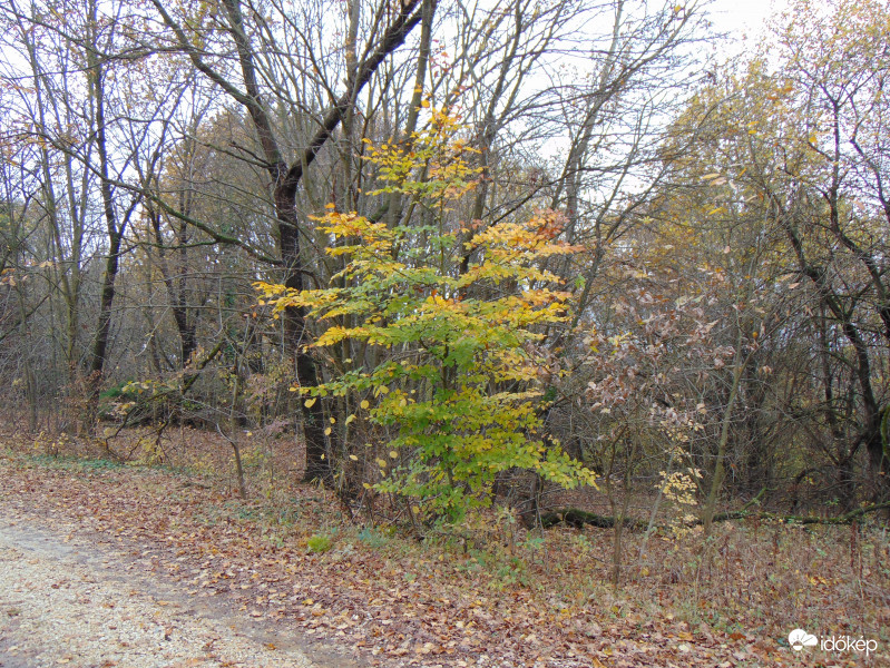 Őszi előtér,téli háttér