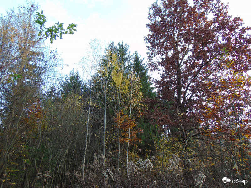Ma délután is erdőt jártam